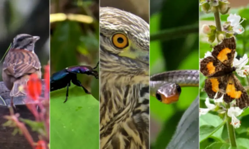 Ciência cidadã: brasileiros descobrem novas espécies com fotos
