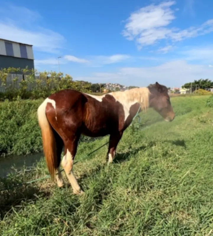Cinco cavalos abandonados são resgatados em Suzano; animais estavam feridos e sem água