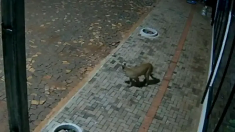 Câmera flagra onça-parda em pizzaria e assusta moradores no Paraná