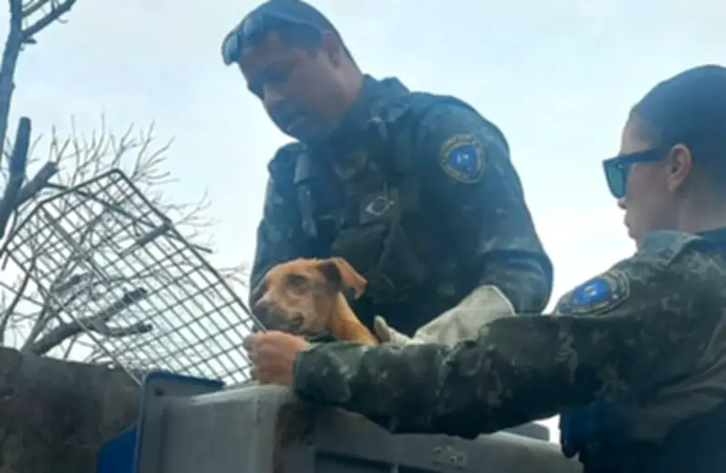Cão abandonado há 15 dias é resgatado em Tamoios, Cabo Frio