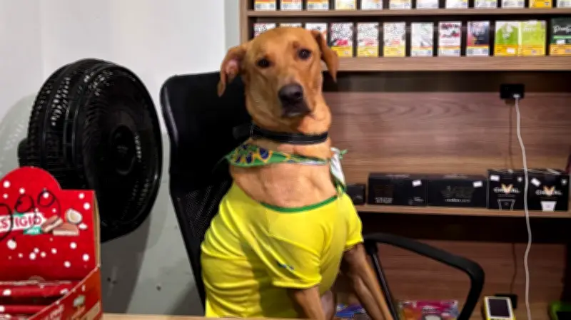 Cão caramelo vira 'funcionário CLT' em mercado de SC e conquista redes sociais