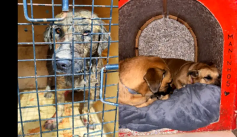 Cão comunitário morre após ser encontrado gravemente ferido em Balneário Camboriú