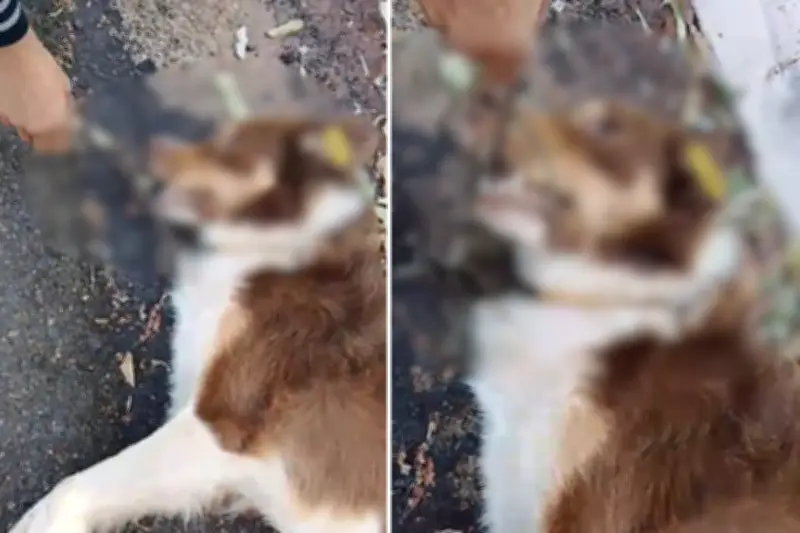 Cão comunitário morto em Caiuá: atropelamento descarta maus-tratos
