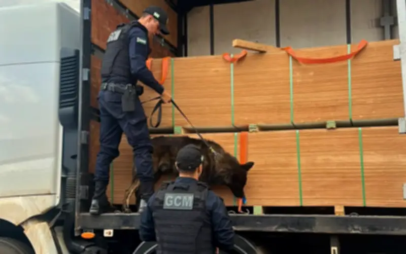 Cão farejador Apolo ajuda PRF a apreender 7,5 toneladas de maconha em Rio Verde