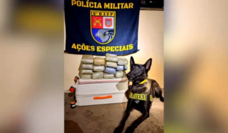 Cão farejador aponta mala com skunk em ônibus e homem é preso