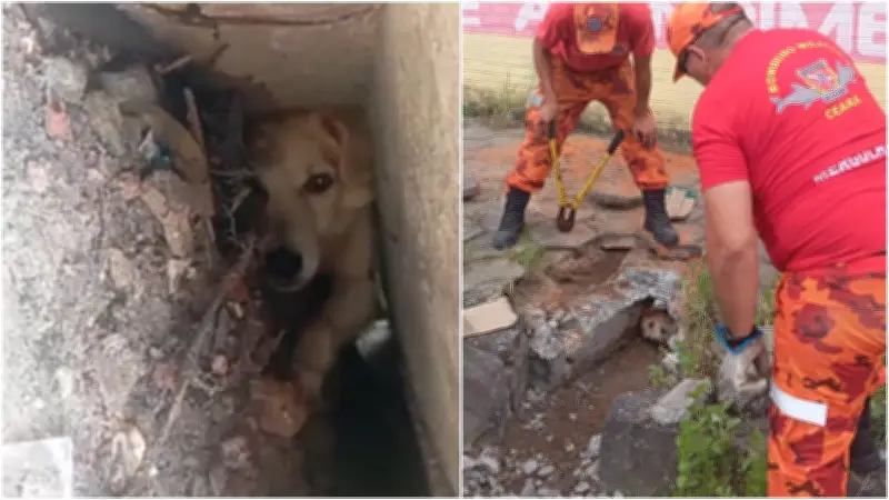 Cão preso 24h embaixo de calçada em Fortaleza é resgatado pelos bombeiros