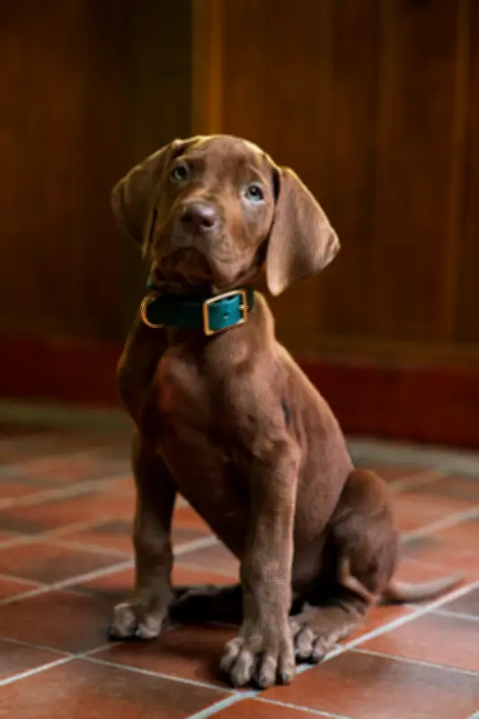 Cão real vai interpretar Scooby-Doo em nova série live-action da Netflix