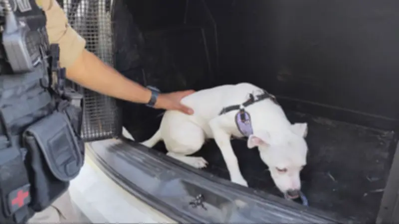 Cão trancado 24h em carro é resgatado pela PM em MG; tutora presa