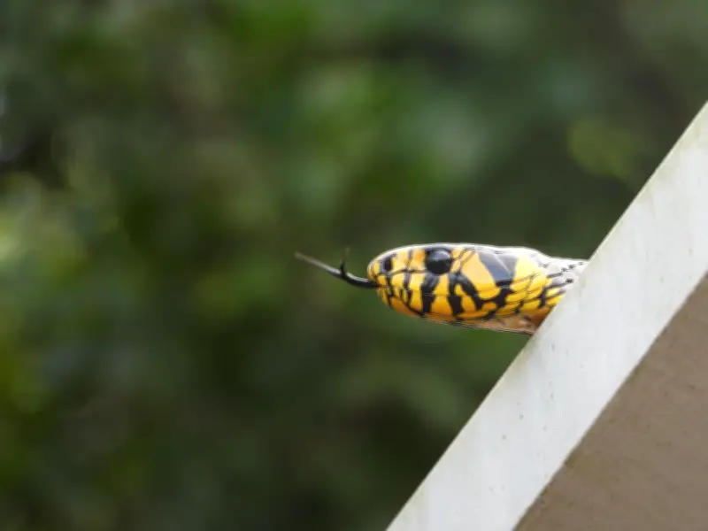 Cobra caninana é flagrada escalando vegetação em Ilhabela