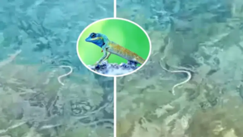 Cobra invasora aprende a nadar e ameaça lagarto símbolo de Ibiza