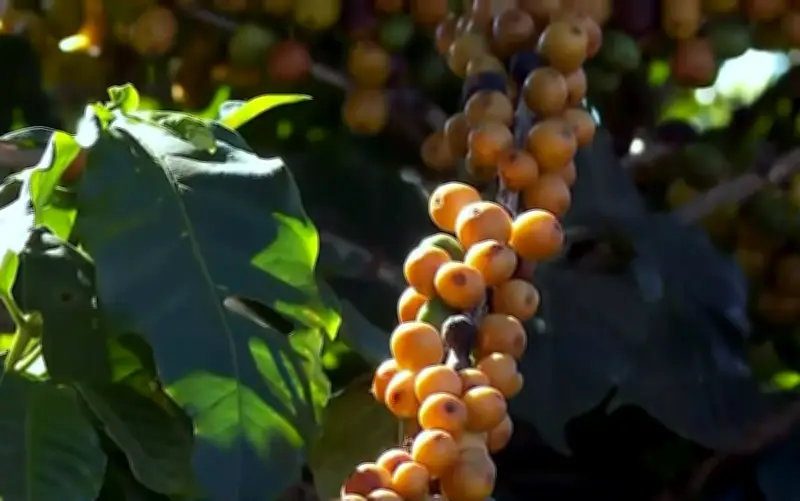 Colheita de café avança no Sul de Minas com expectativa de safra recorde em 2026