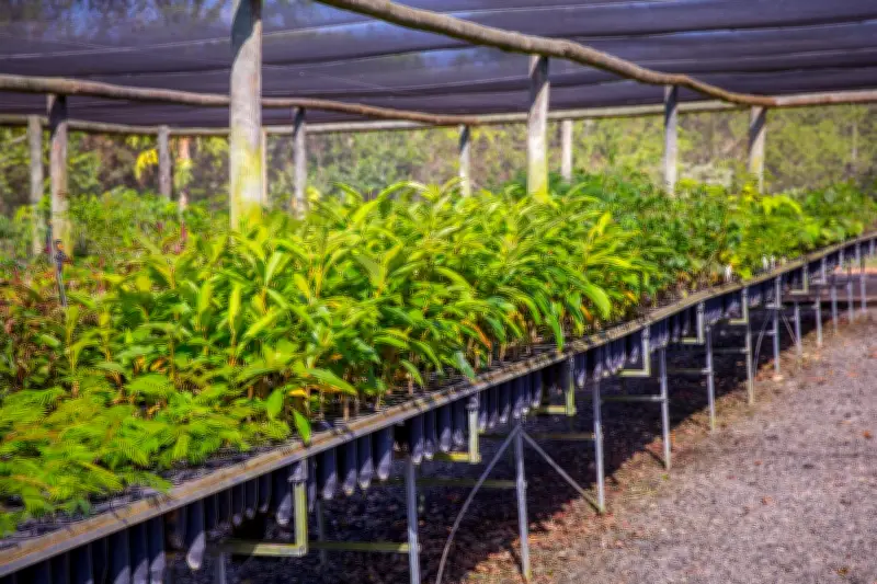 Cooxupé lidera ESG na cafeicultura com protocolo inovador e prêmio de sustentabilidade