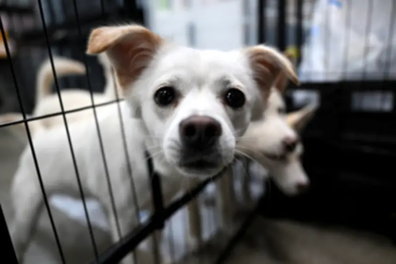 Coreia do Sul proíbe carne de cachorro em 2027 e gera incerteza sobre milhares de cães