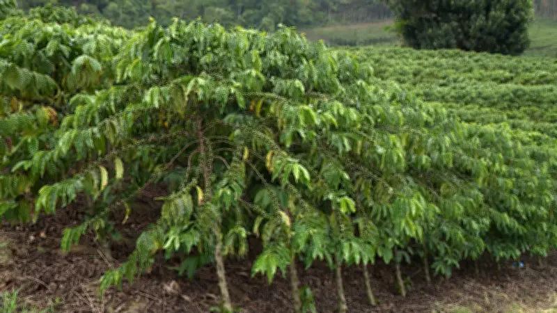 Corpo em decomposição é encontrado em cafezal em Patrocínio