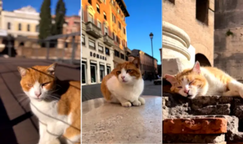 Corrida em Roma une história, arte e gatos como atração turística