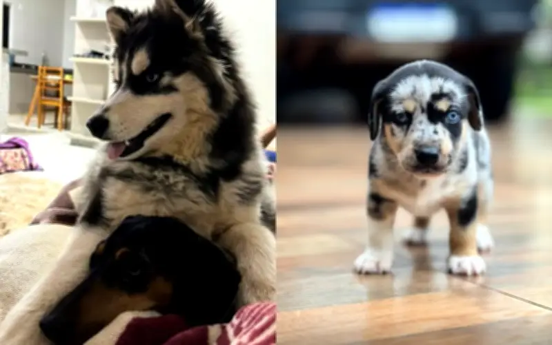 Cruzamento de husky com salsicha gera filhotes fofos em Goiás; veja vídeo
