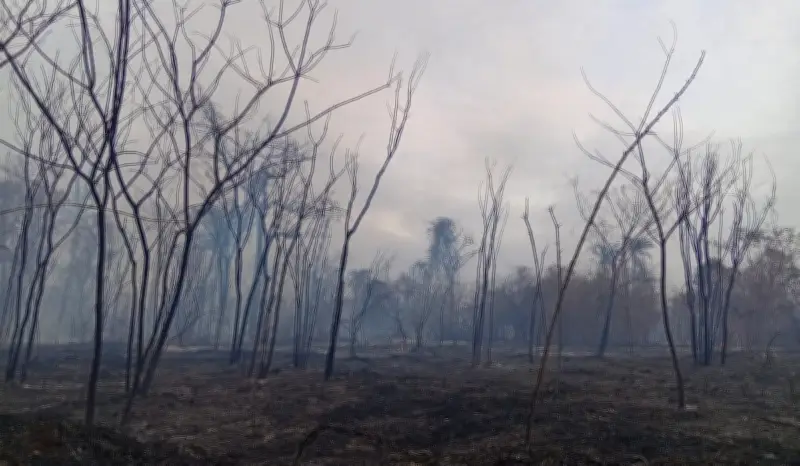 Defesa Civil alerta para risco máximo de incêndios em Presidente Prudente