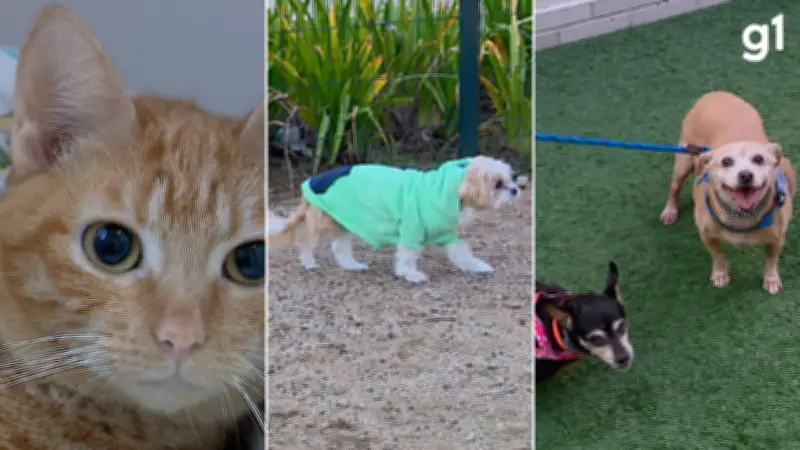 Doenças respiratórias em pets no inverno: veja como proteger cães e gatos