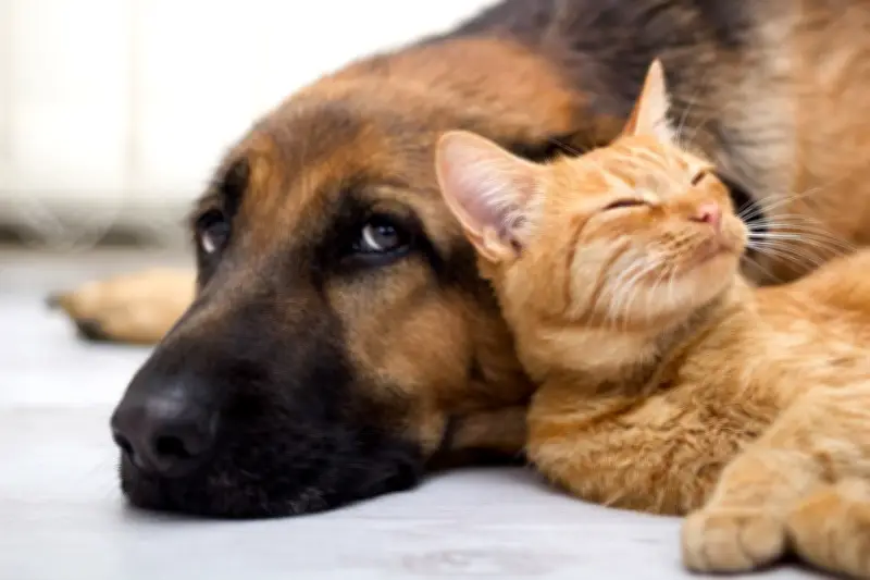 Dormir com pets: benefícios e riscos que você precisa saber