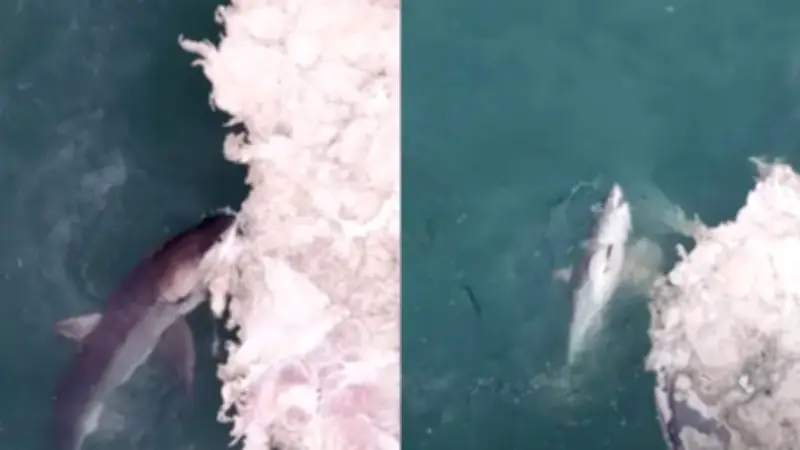Drone flagra tubarões-brancos devorando baleia na Califórnia; veja vídeo