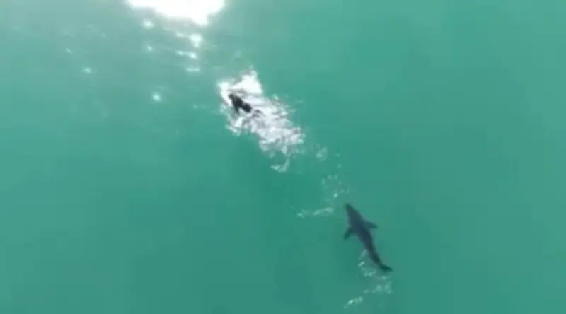 Drone flagra tubarão seguindo surfista na Califórnia