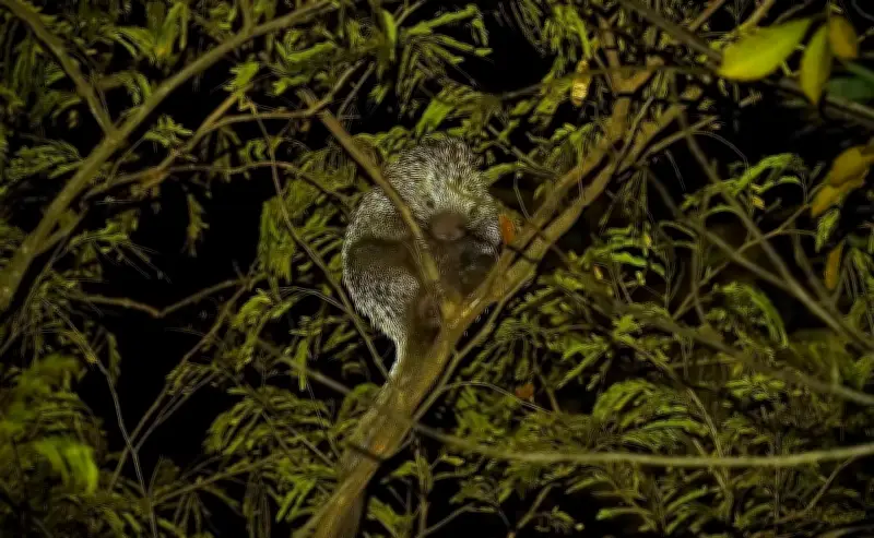 Drones termais reduzem em 20 vezes tempo para encontrar animais noturnos