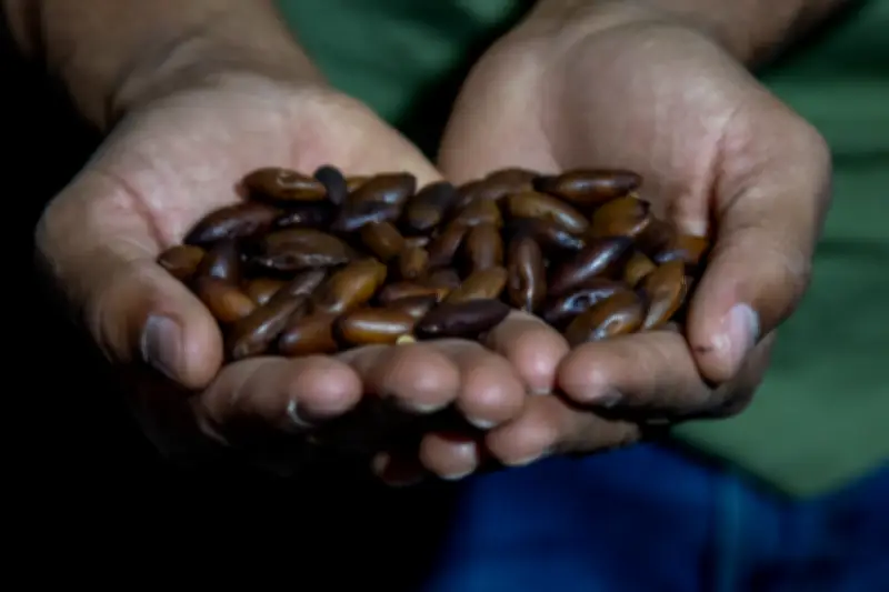 Edital do Fundo Amazônia fortalece viveiros e redes de sementes