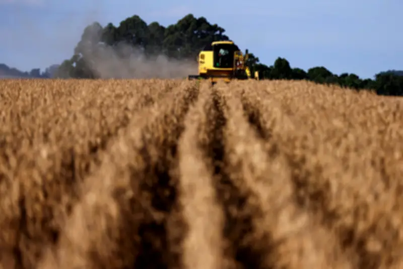El Niño acende alerta em ações agrícolas na Bolsa, diz XP