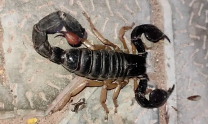 Escorpião gigante de 16 cm de garra viveu há 412 milhões de anos