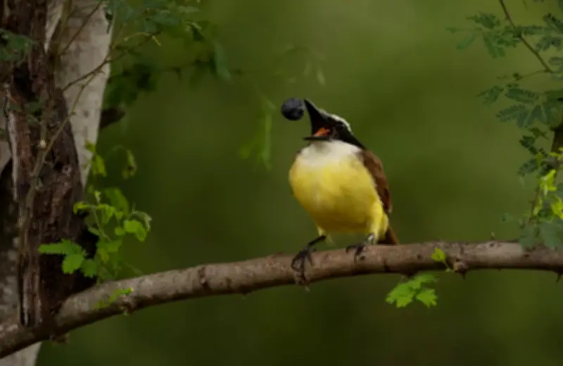 Estudo: 99% das árvores da Amazônia dependem de animais para se reproduzir