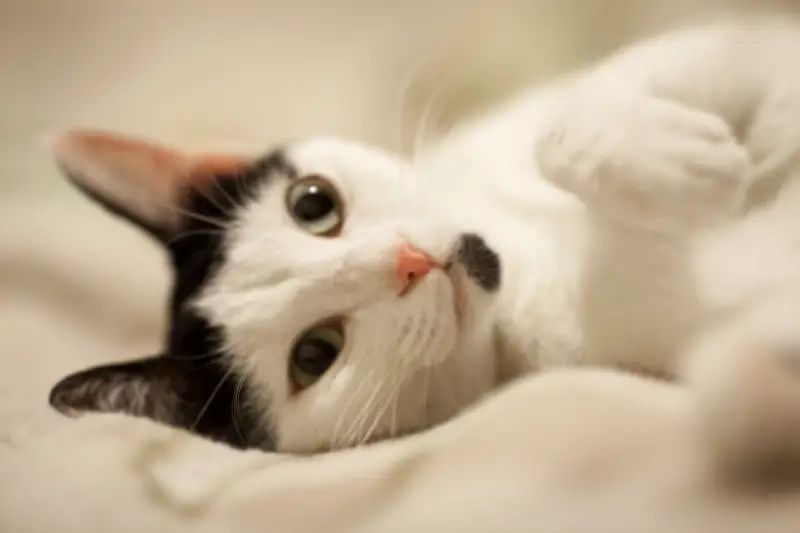 Estudo revela que gatos e cães melhoram humor, mas não reduzem estresse