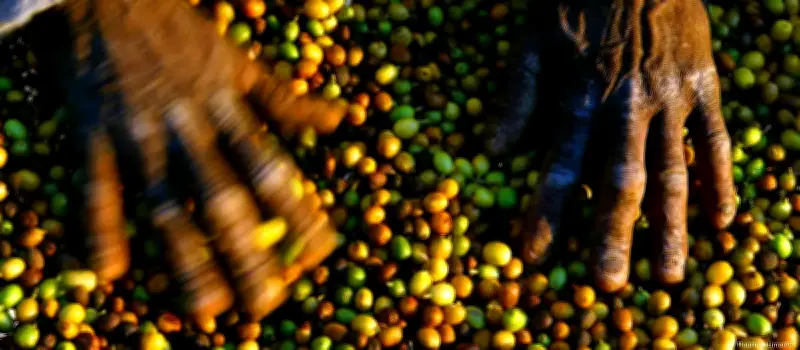 EUA incluem Brasil em lista de países que falham contra trabalho forçado