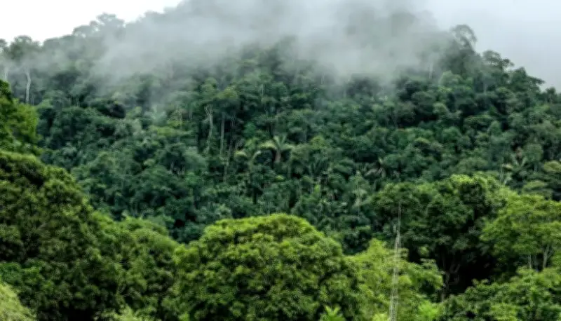 Famílias tradicionais no AC podem receber até R$ 8 mil para preservar floresta