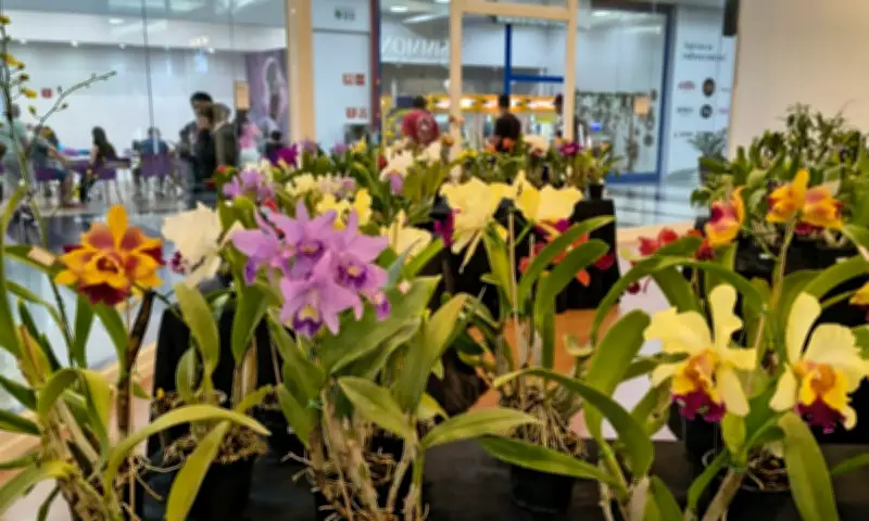 Feira de Orquídeas no Pátio Limeira Shopping neste fim de semana