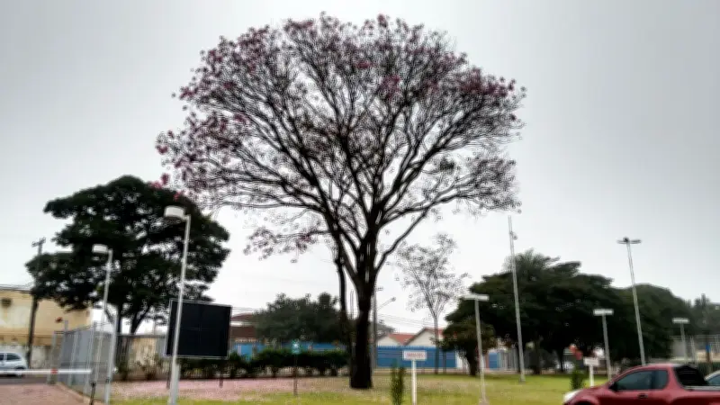Feriado de Corpus Christi terá frio no Sul, Sudeste e Centro-Oeste