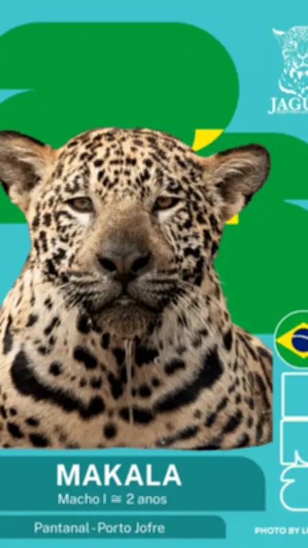 Figurinhas de onças-pintadas do Pantanal viram febre nas redes