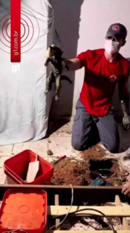 Filhote de gato é resgatado por bombeiros em Ubatuba