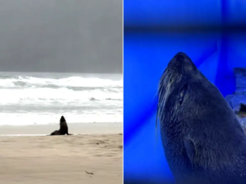 Filhote de lobo-marinho resgatado na Praia do Tombo em Guarujá