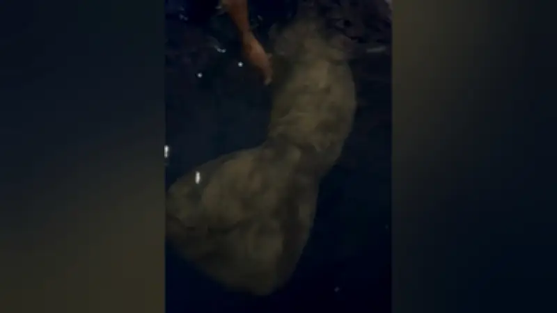 Filhote de peixe-boi resgatado em Óbidos, Pará