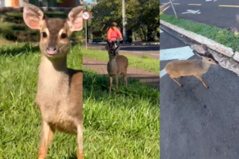 Filhote de veado invade avenida em Campo Grande e é resgatado