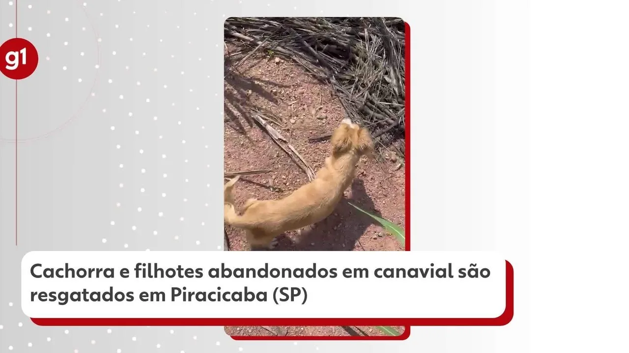 Cachorra e filhotes abandonados em canavial são resgatados pela GCM em Piracicaba