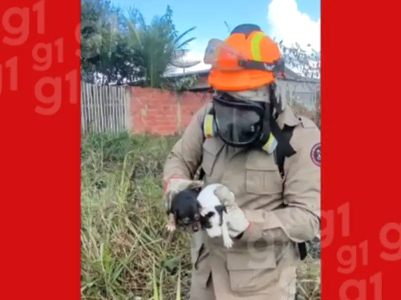 Filhotes de cachorro resgatados em incêndio no interior do Acre