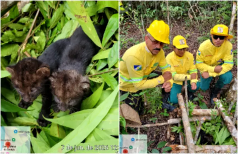 Filhotes de gato-mourisco são resgatados e devolvidos à mãe em Roraima