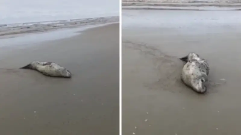 Foca-leopardo da Antártica é registrada em praia de SC