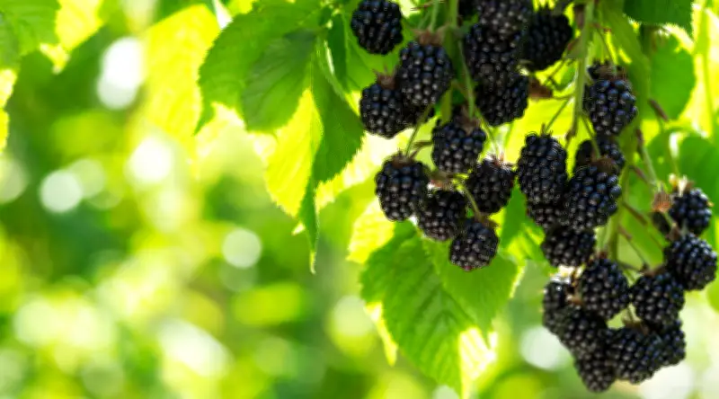 Folhas de amora: benefícios e receitas para incluir na dieta
