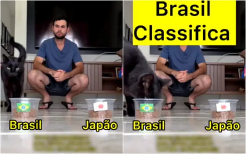 Gato vidente Milu prevê vitória do Brasil contra o Japão na Copa 2026