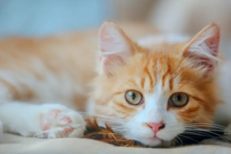 Gatos laranjas são mais carinhosos? Veterinário explica