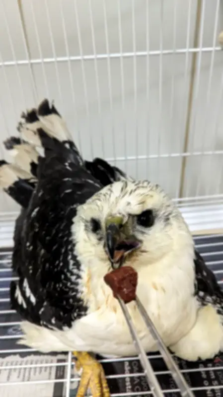Gavião-pombo-pequeno, ave rara e ameaçada, é resgatado em Barra do Piraí