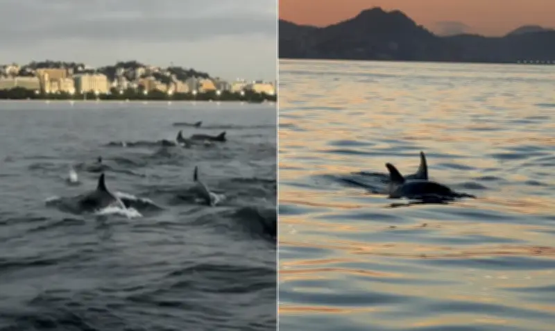 Golfinhos e baleia encantam grupo de canoagem na Praia do Flamengo