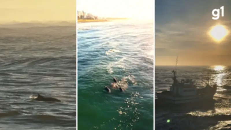 Golfinhos 'surfam' em ondas iluminadas pelo nascer do sol em Torres